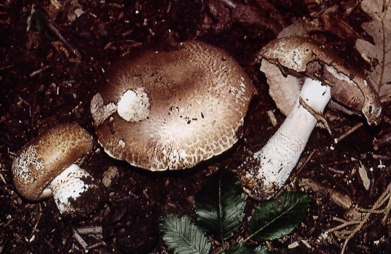 Agaricus impudicus   (Rea)  Pilt